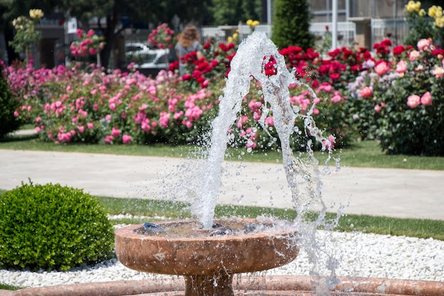 Agua brotando de la fuente en el jardín de rosas