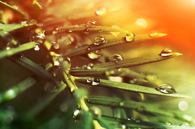 El agua cae después de la lluvia en las ramas de coníferas