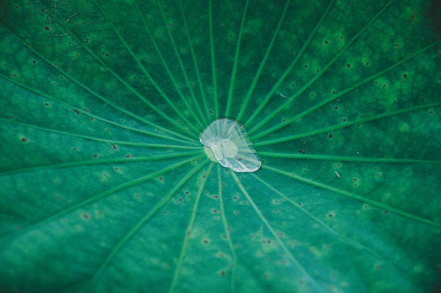 El agua cae en la hoja de loto.