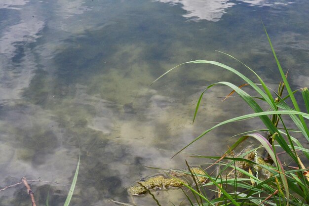 agua clara en el lago y hierba verde