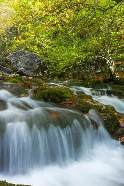 Agua de corriente de bosque de día de verano con ondas de desenfoque de movimiento