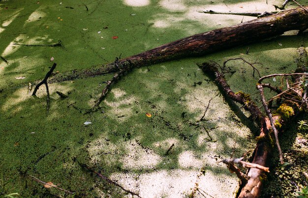 Agua cubierta en el lago del bosque verde del pantano cubierto de lenteja de agua