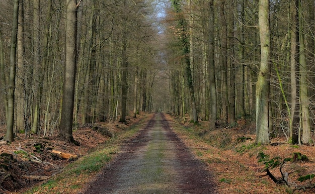 Água de árvores e folhas na floresta holandesa no outono na holanda