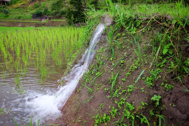 Água de drenagem natural está caindo em campos de arroz em terraços nas montanhas da tailândia