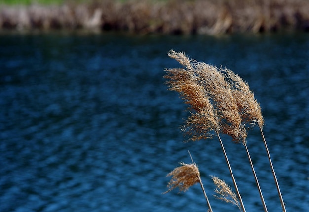 el agua es azul y tranquila