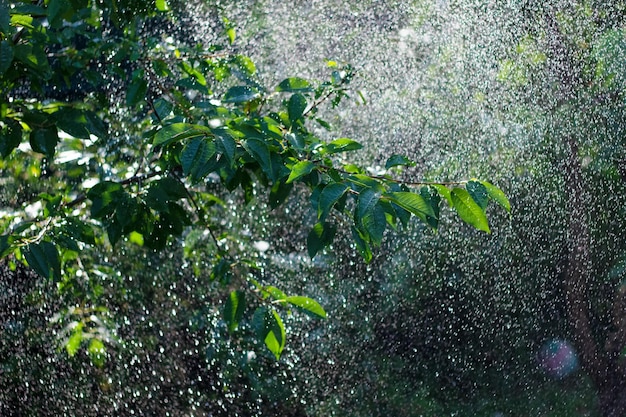 Água espirrando do aspersor de água nas folhas verdes fundo de verão fresco gotas de água