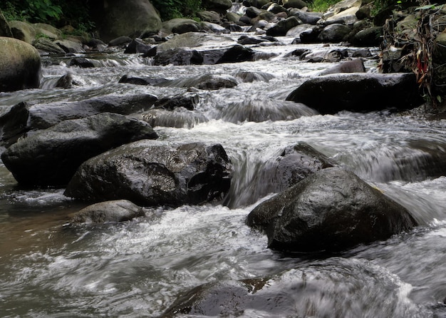 El agua fluye en un río en el bosque