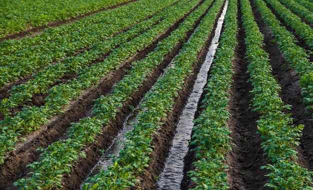 El agua fluye a través de un canal de riego en una plantación de patatas Riego superficial de cultivos Agricultura europea Agricultura Agricultura Proporcionar al campo la humedad que da vida