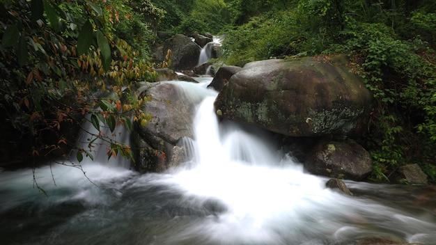 El agua fluye a través de las rocas en el bosque