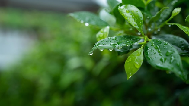 Agua en el fondo de la licencia Gota de la naturaleza de la hoja verde lloviendo