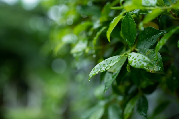 Agua en el fondo de la licencia Gota de la naturaleza de la hoja verde lloviendo