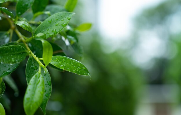 Agua en el fondo de la licencia Gota de la naturaleza de la hoja verde lloviendo