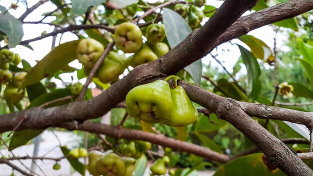 Agua guayaba Syzygium aqueum en el árbol