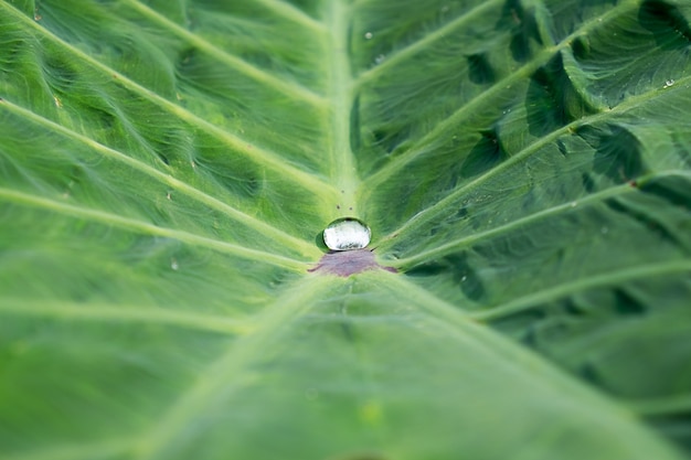 agua en la hoja de caladium