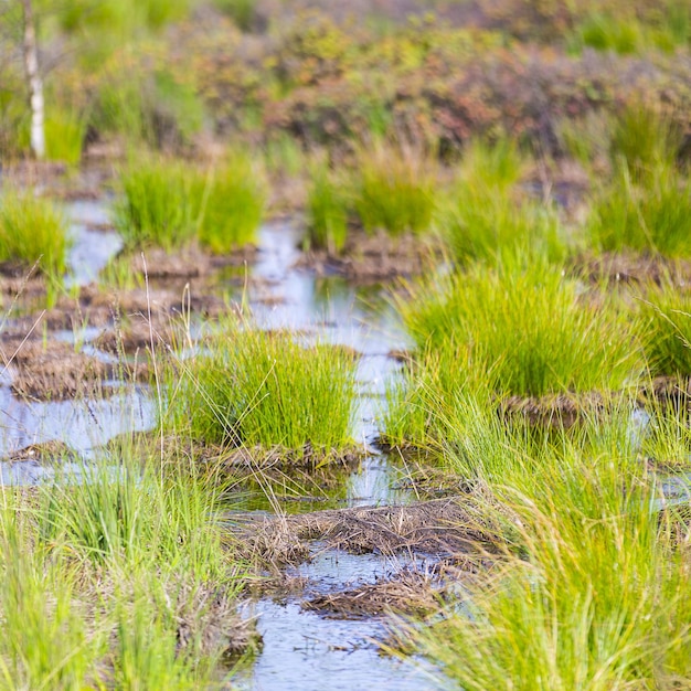 Agua del lago Bog en Bélgica Veen