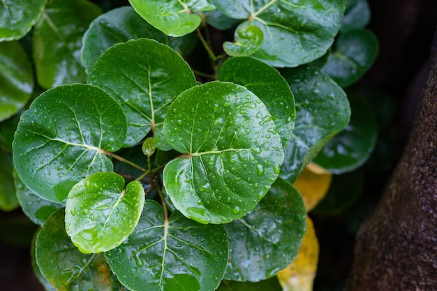 agua, en, licencia, plano de fondo, verde, hoja, naturaleza