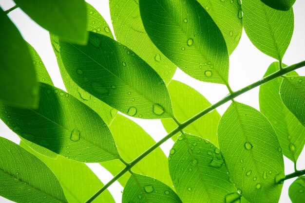 Foto agua, en, licencia, plano de fondo, verde, hoja, naturaleza