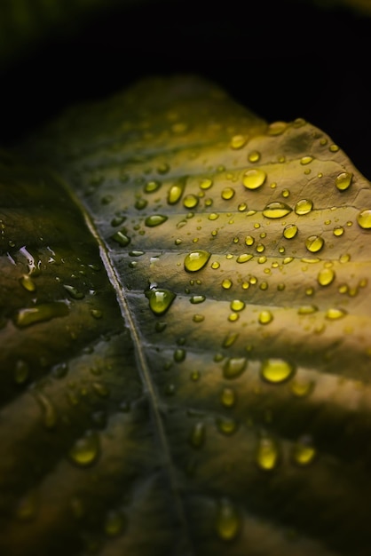 Agua de lluvia en hoja verde Hermosas gotas y textura de hoja en la naturaleza