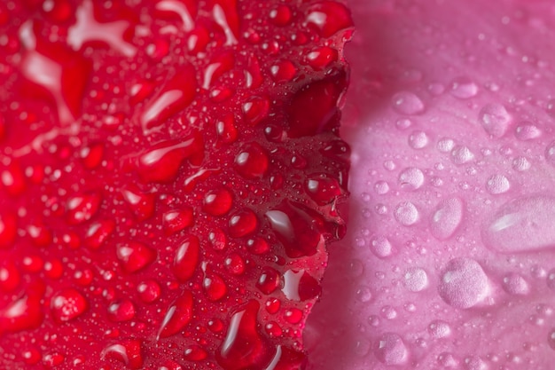 El agua macro del fondo cae en los pétalos rojos de la flor.