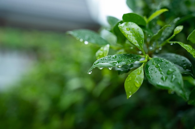 Água no fundo da licença gota verde da natureza da folha chovendo