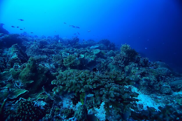 bajo el agua océano / paisaje mundo submarino, escena azul idilio naturaleza