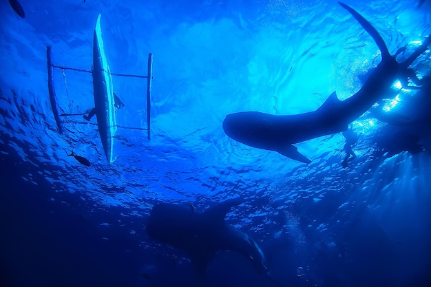 bajo el agua océano / paisaje mundo submarino, escena azul idilio naturaleza