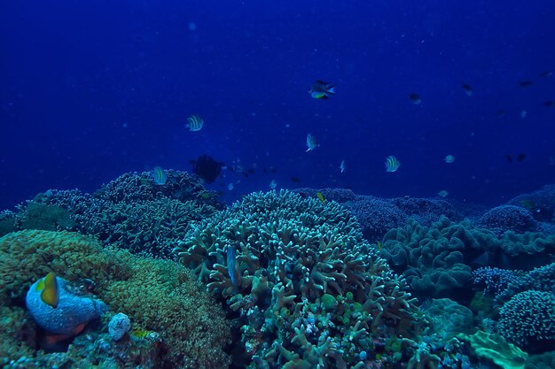 bajo el agua océano / paisaje mundo submarino, escena azul idilio naturaleza