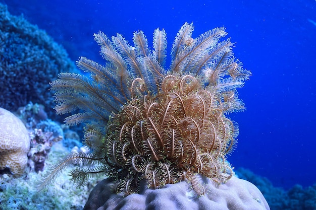 bajo el agua océano / paisaje mundo submarino, escena azul idilio naturaleza