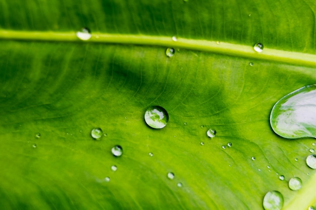 Água ou chuva cair em leavs verdes