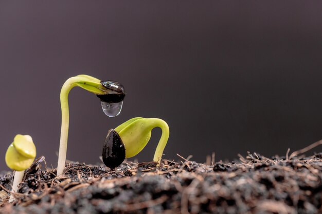 Água pingando na muda. planta recém-nascida. plantar a árvore para relaxar e recreação na temporada de colheita da primavera em casa.