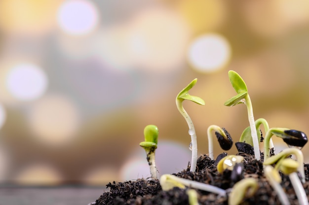 Foto Água pingando na muda. planta recém-nascida. plantar a árvore para relaxar e recreação na temporada de colheita da primavera em casa.