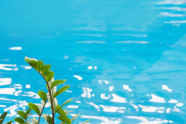 Agua de la piscina azul con reflejos del sol y hojas verdes tropicales en el frente.