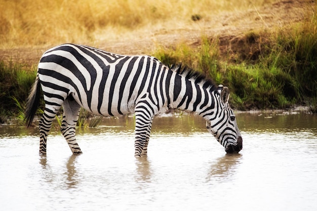 Agua potable de cebra en Kenia África