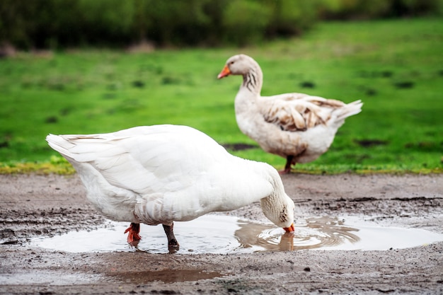 Agua potable del ganso doméstico blanco. El concepto es una fa de aves de corral.