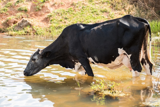 Agua potable de vaca