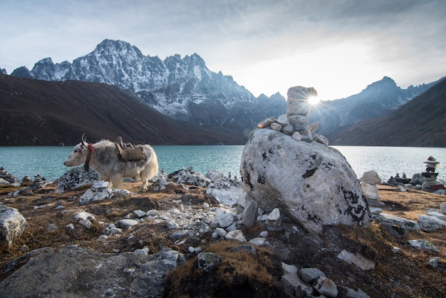 Agua potable de los yacs del Himalaya negro grande del lago Gokyo en Nepal.