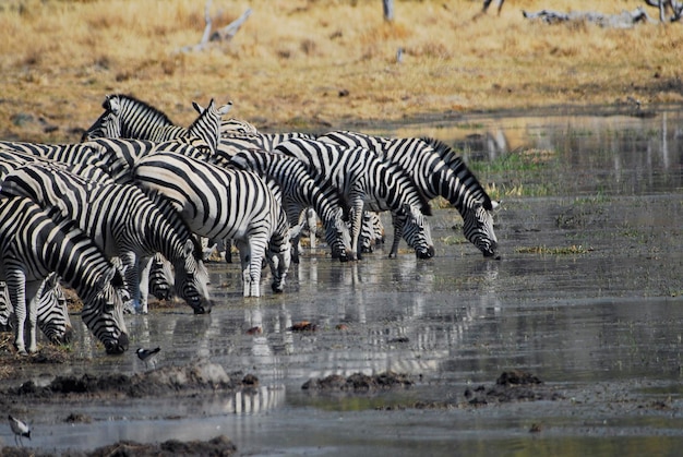 Água potável para zebras