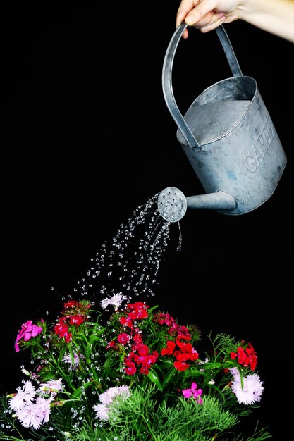 El agua puede regar las flores sobre fondo negro