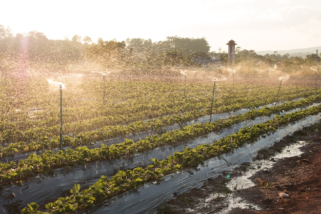 Agua pulverizada en un campo de fresa agrícola