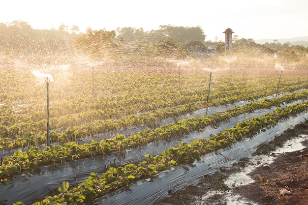Foto agua pulverizada en un campo de fresa agrícola