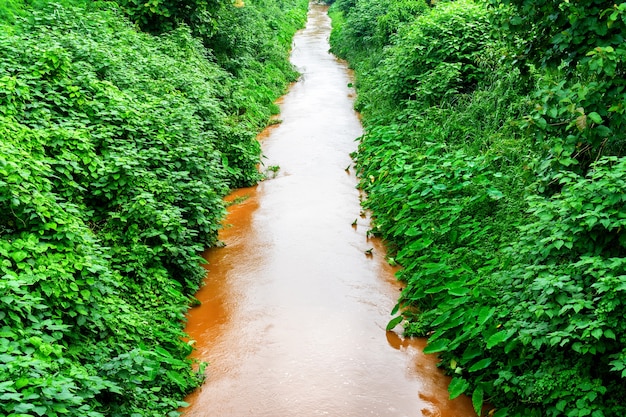 El agua que pasa entre los árboles verdes que cubrían