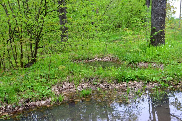 agua con reflejo en el bosque con hierba verde, árboles, arbustos y troncos de árboles