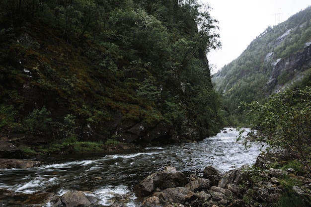 Agua del río que fluye a través de rocas en el bosque