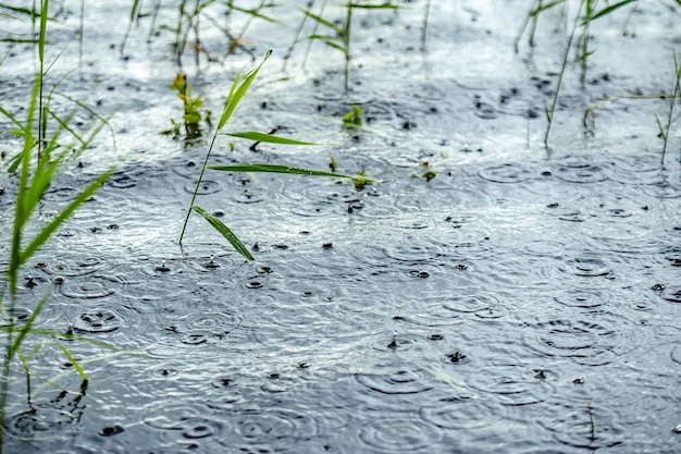 El agua salpica ondas y círculos en la superficie de un lago con juncos cuando llueve