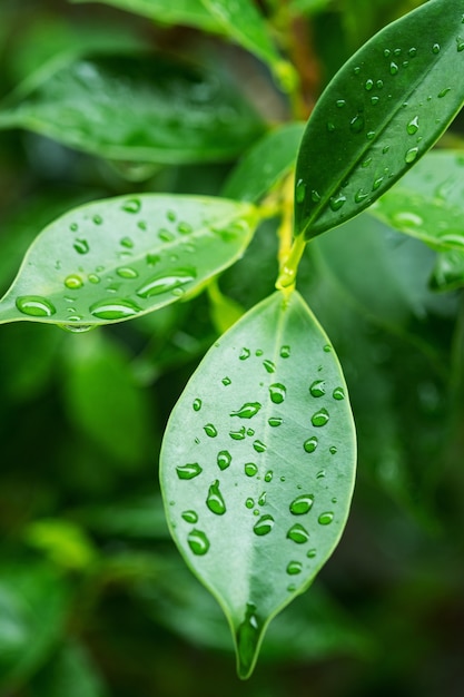 Foto agua sobre fondo de hojas