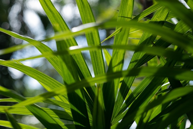 Agua sobre fondo de licencia, naturaleza de hoja verde