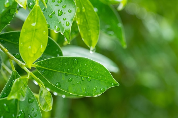 Agua sobre fondo de licencia, naturaleza de hoja verde