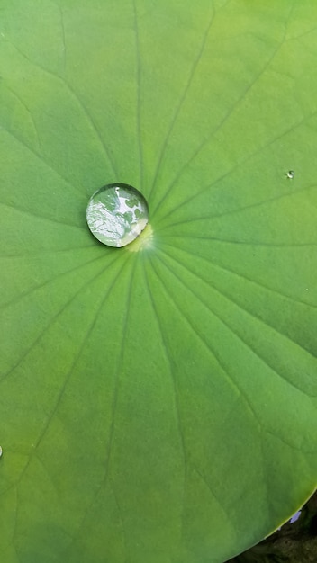 Agua sobre un fondo de naturaleza de hoja de loto verde