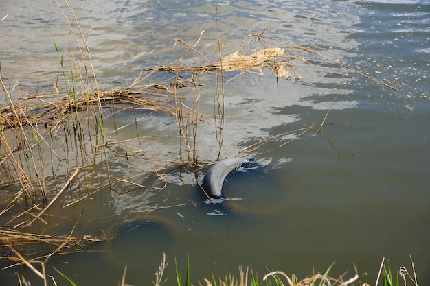 Agua sucia fangosa en el río contaminado con basura y neumáticos flotando