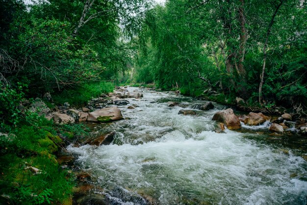 Foto agua verde en arroyo de montaña en el bosque